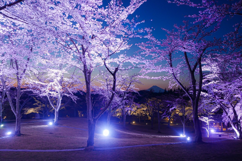  幻想的な桜のライトアップも