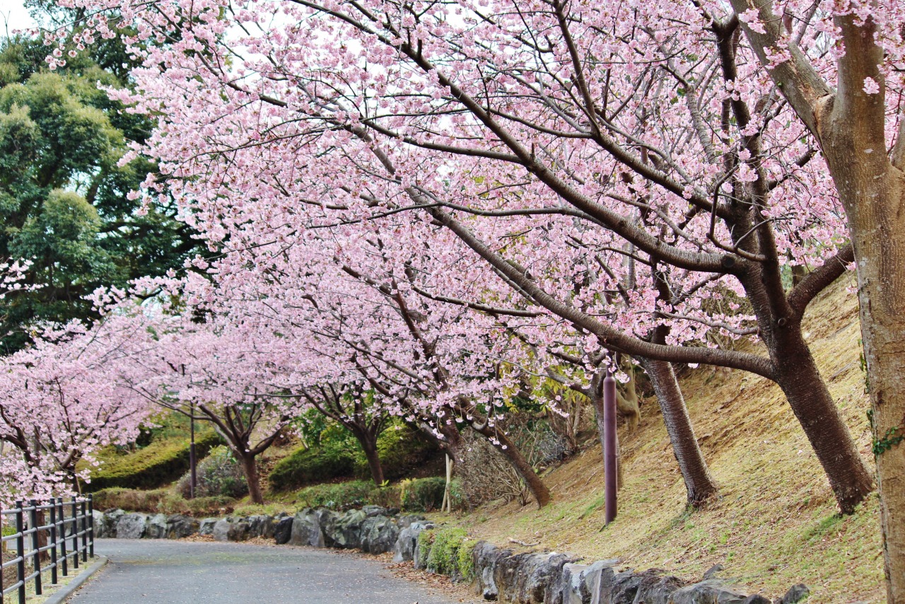 【この時期オススメ！】伊豆高原の桜と熱海観光２日間の旅