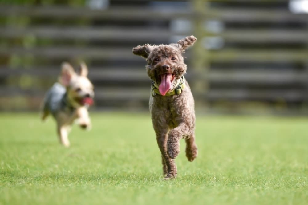 犬連れでも満喫！「伊豆ぐらんぱる公園」をペットと一緒に楽しむポイント