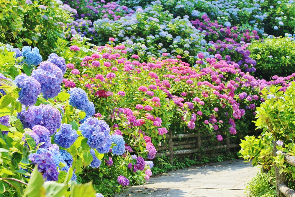 【あじさい祭】日本一の群生、三百万輪が咲き誇る
