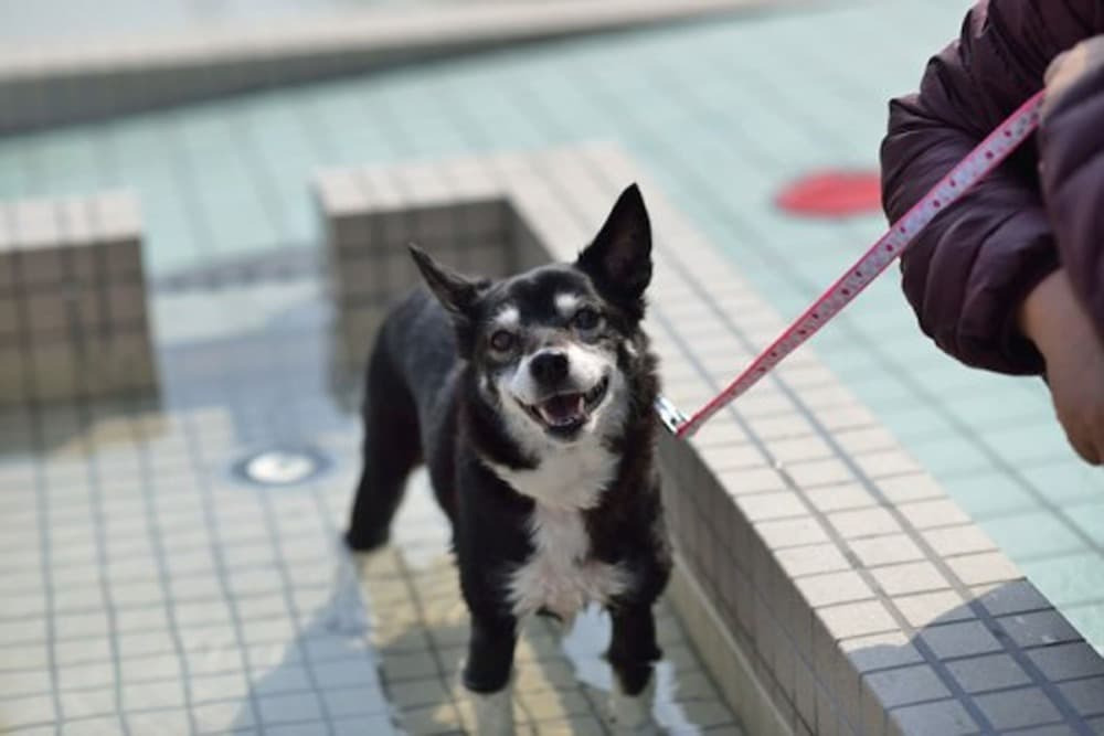 愛犬と楽しむ伊東マリンタウン