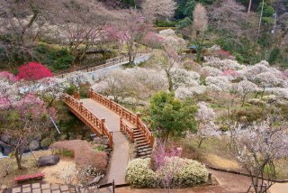 【熱海梅園】日本で最も早く梅が咲き、最も遅い紅葉が楽しめる