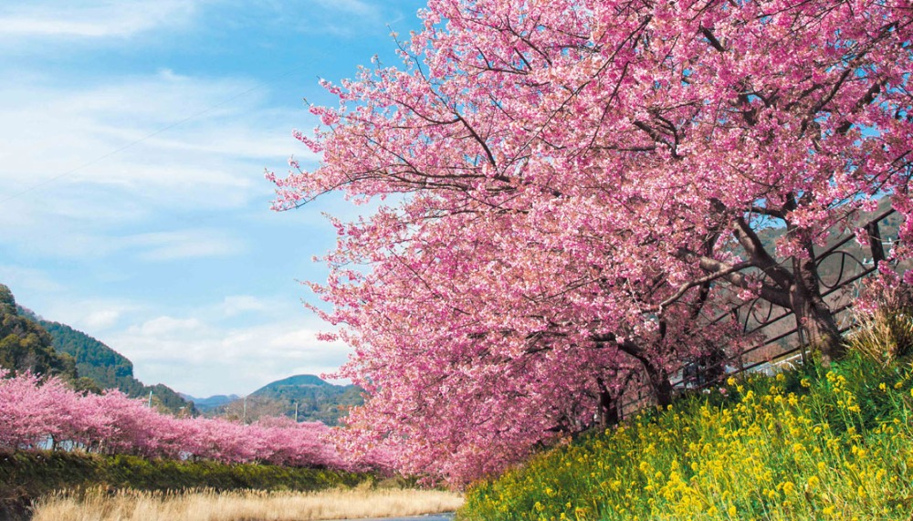 【2024年河津桜まつり】早春の河津町で早咲きの桜を愛でる催し