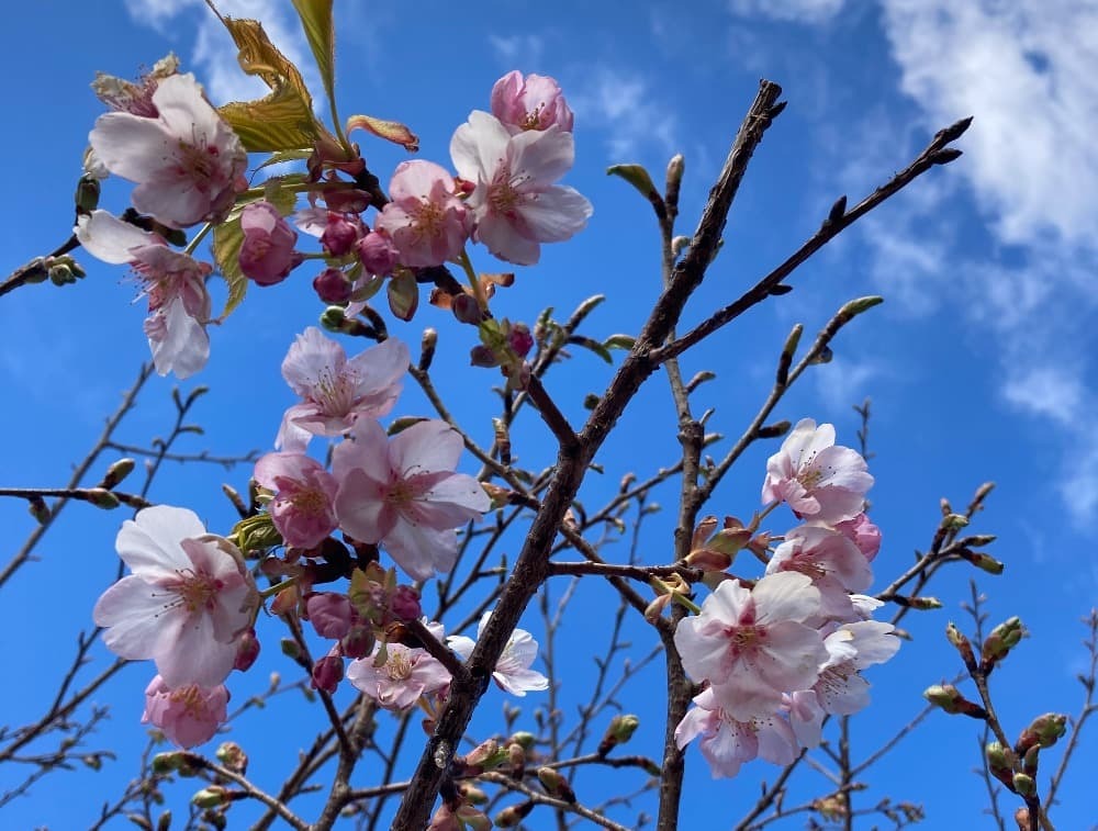 早春には小室山で発見された早咲きの桜が見頃に