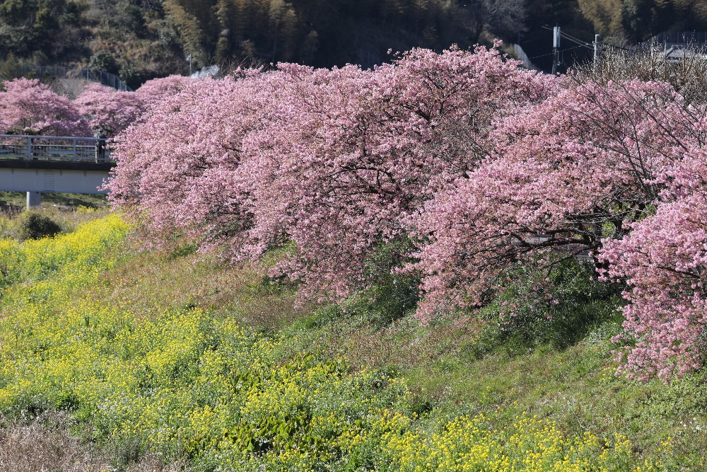 【みなみの桜と菜の花まつり】で一足早い伊豆の春を感じる