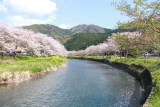 【那賀川の桜並木と3万㎡の花畑】伊豆半島の南の歴史ある町・松崎町の春の風物詩