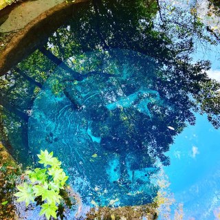 【柿田川公園　柿田川湧水群】富士山の湧水が創り出す、静謐で神秘的なクリアブルーの風景