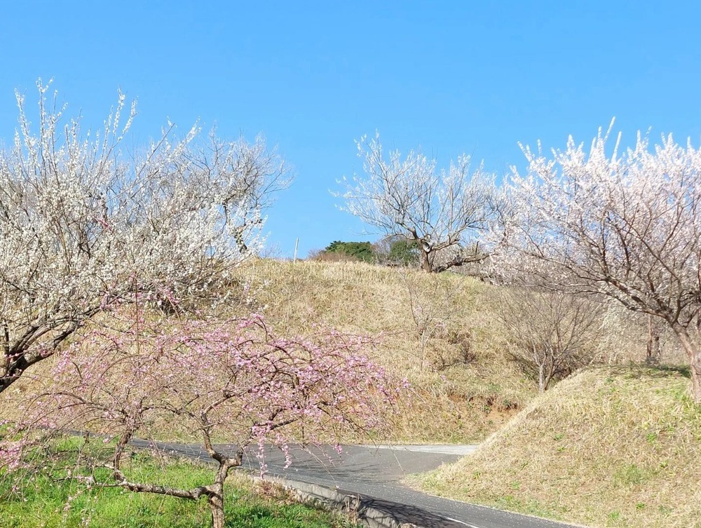 「伊豆月ヶ瀬梅林」には10種類約1,500本の梅が植えられている