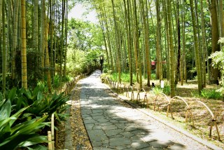 【竹林の小径】伊豆の小京都・修善寺のフォトジェニックな散策路