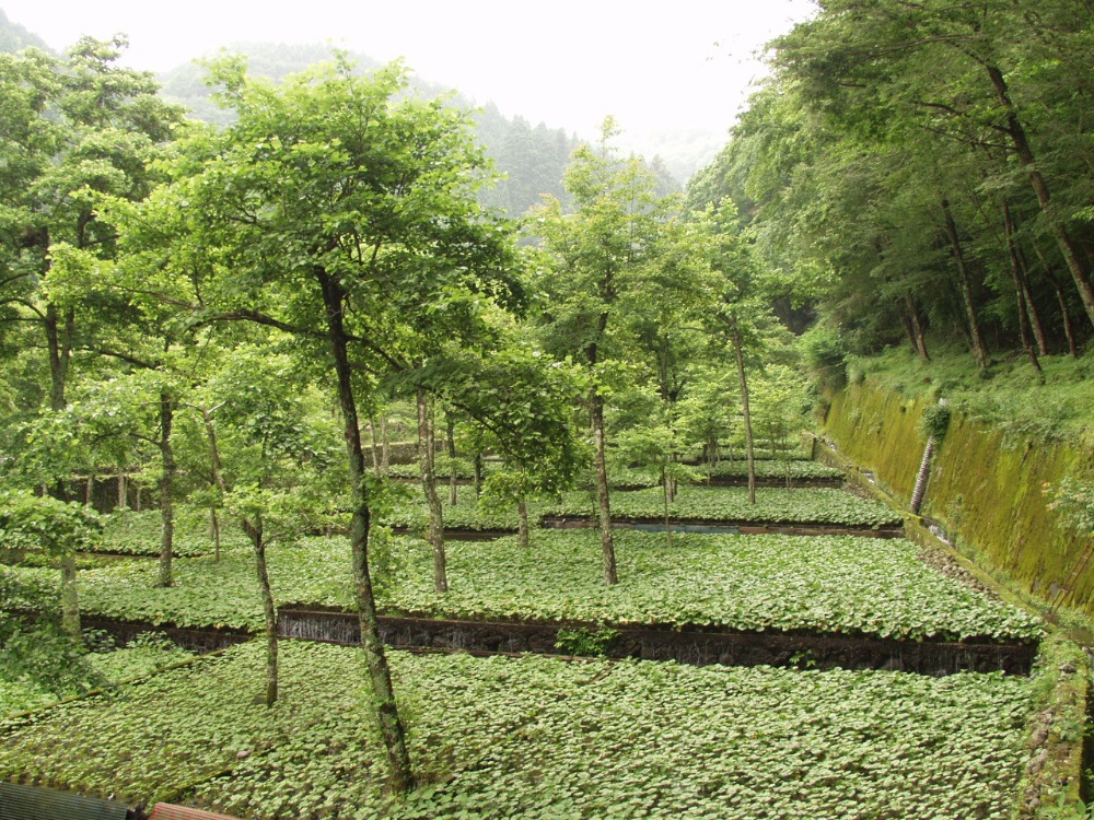 【伊豆市のわさび田】世界農業遺産の認定を受けた、日本の原風景が広がるわさびの棚田