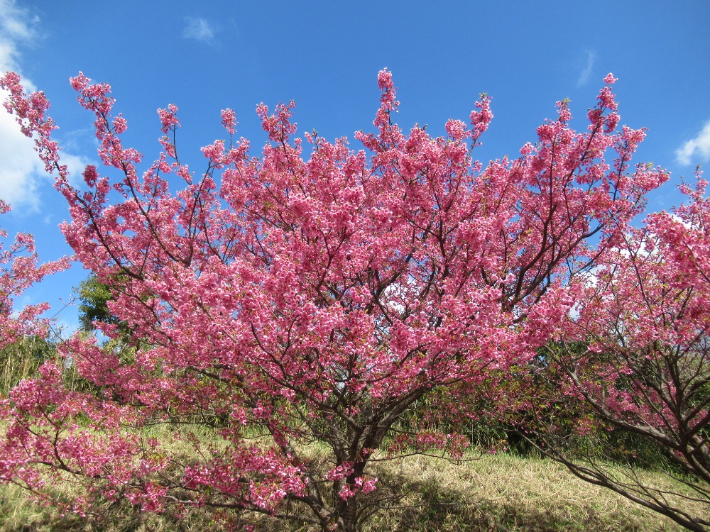 日本で一番早咲きの桜?! 土肥桜