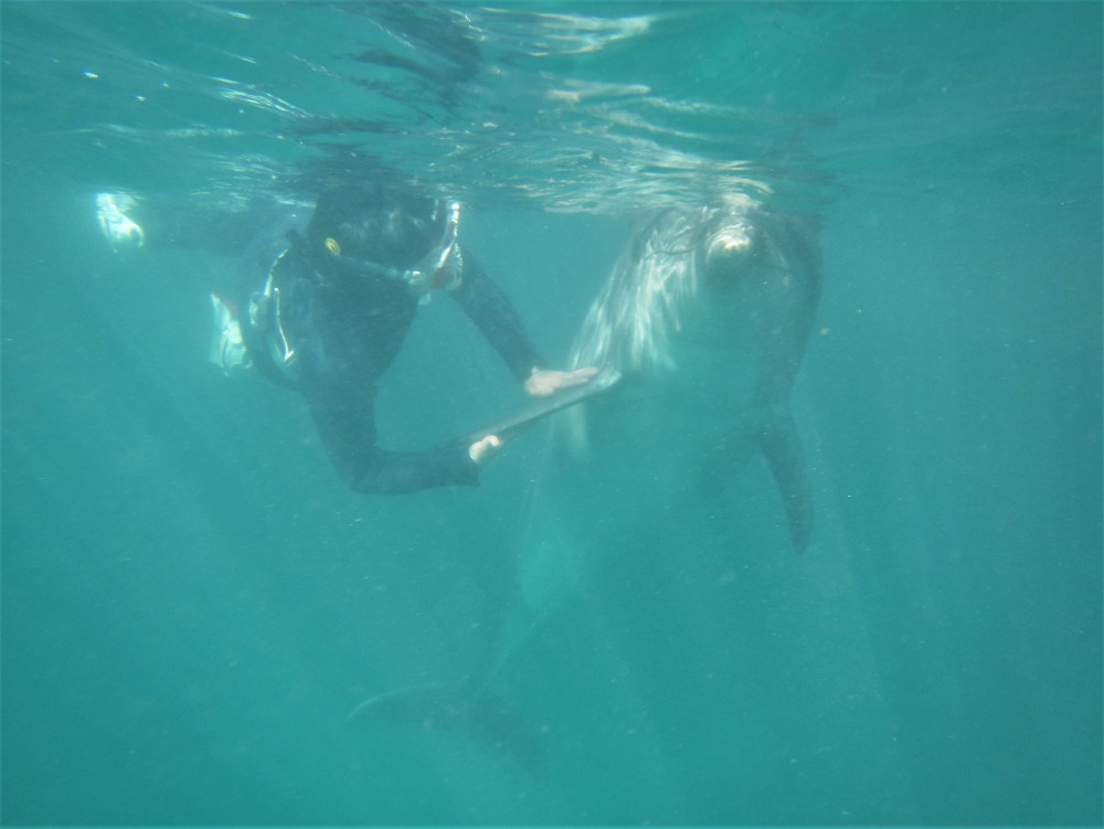 水中をイルカと遊泳「ドルフィンスノーケル」