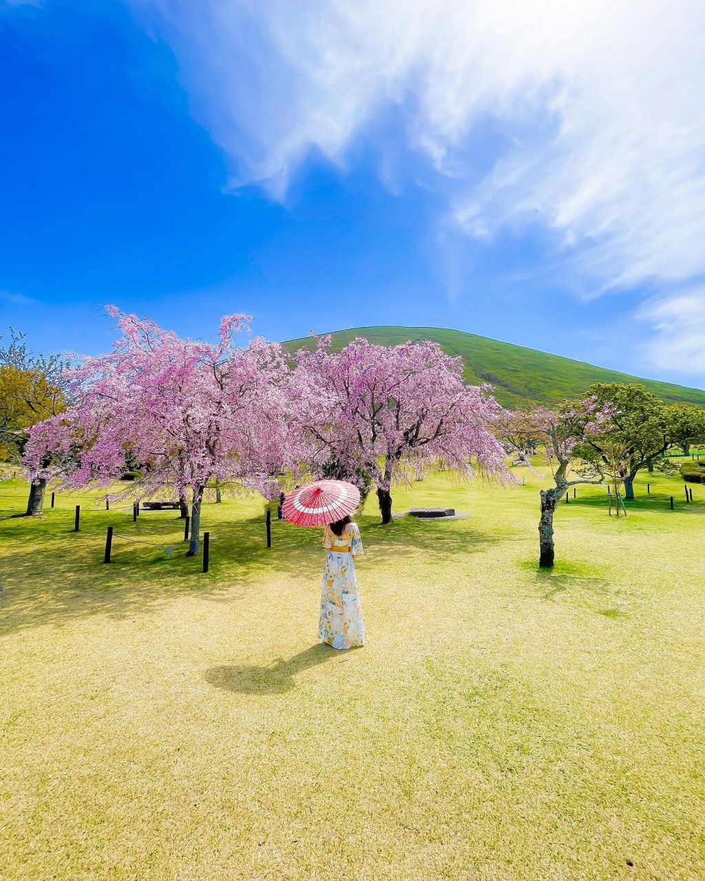 春：大室山の麓の美しい桜の名所
