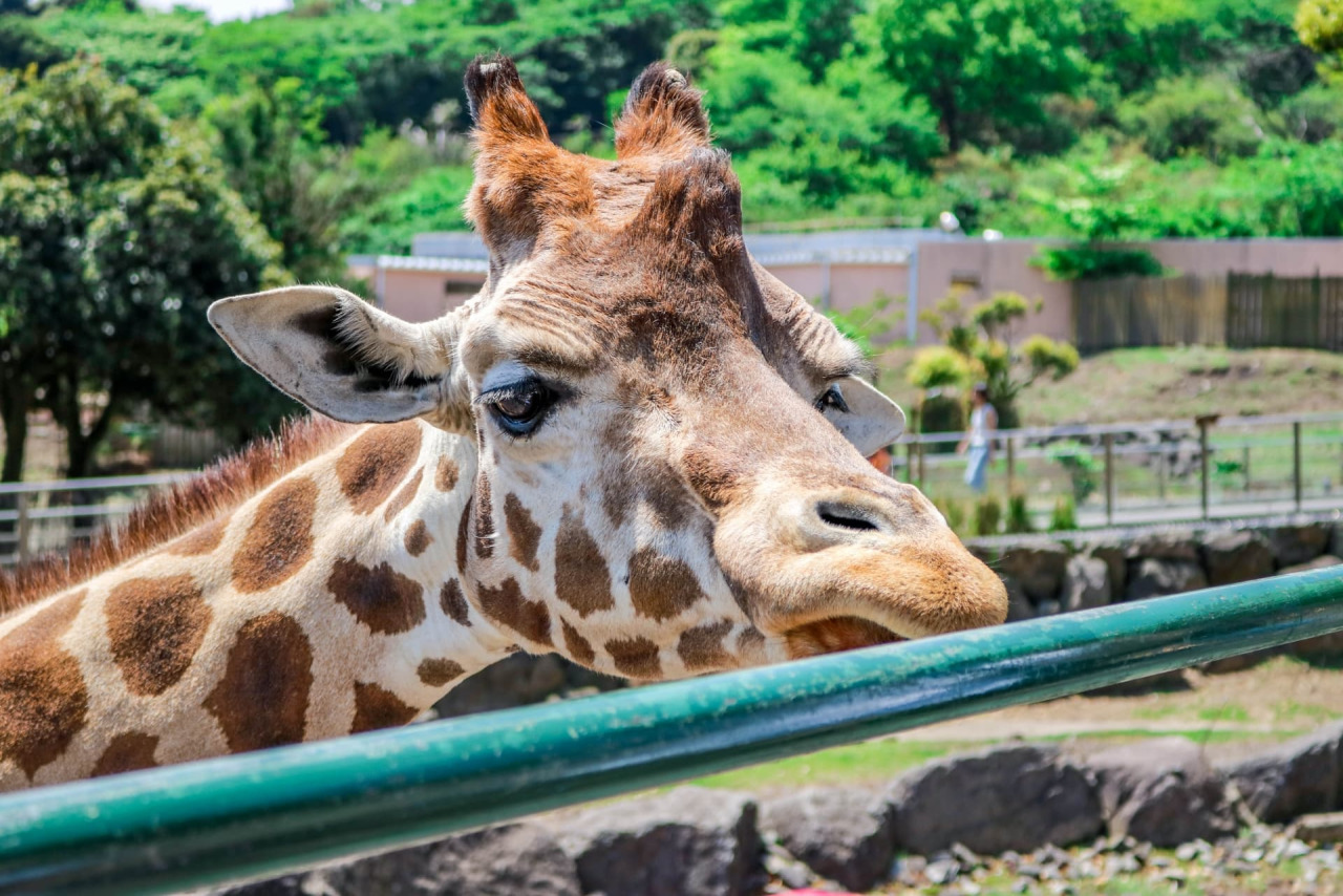 シャボテン公園に「サバンナエリア」が誕生！開園初のキリンが仲間入り