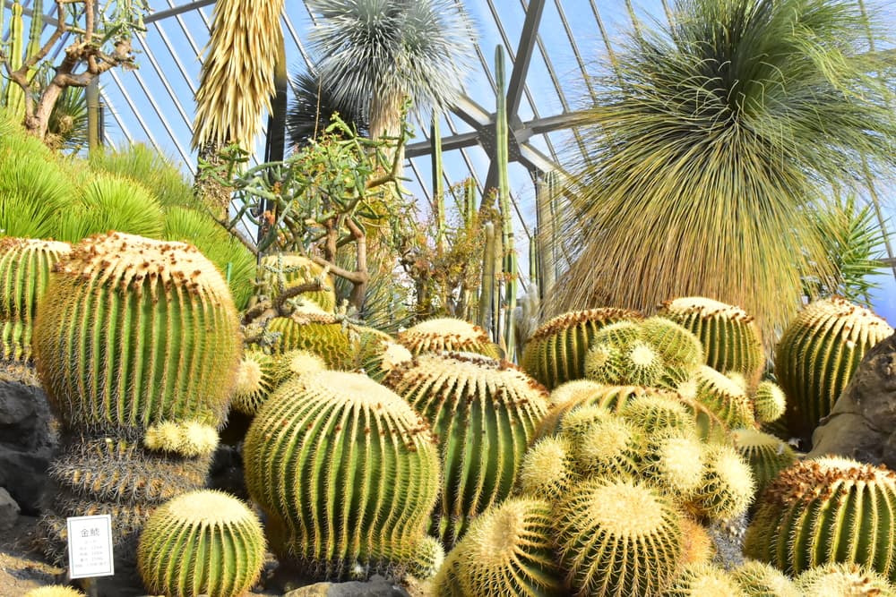 世界のサボテンと出会える！シャボテン公園の5つの温室＆ロックガーデンで異国気分