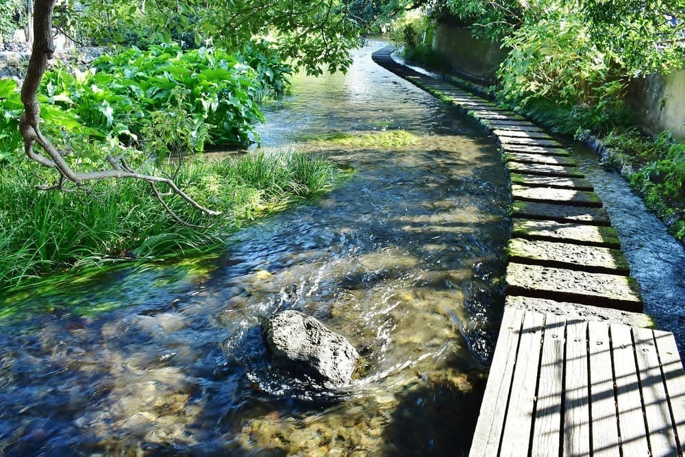 源兵衛川の水辺散策