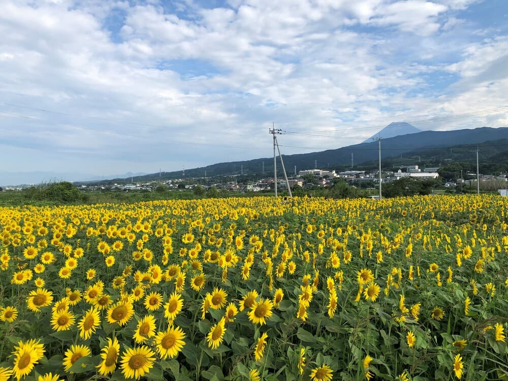 浮島ひまわりらんど