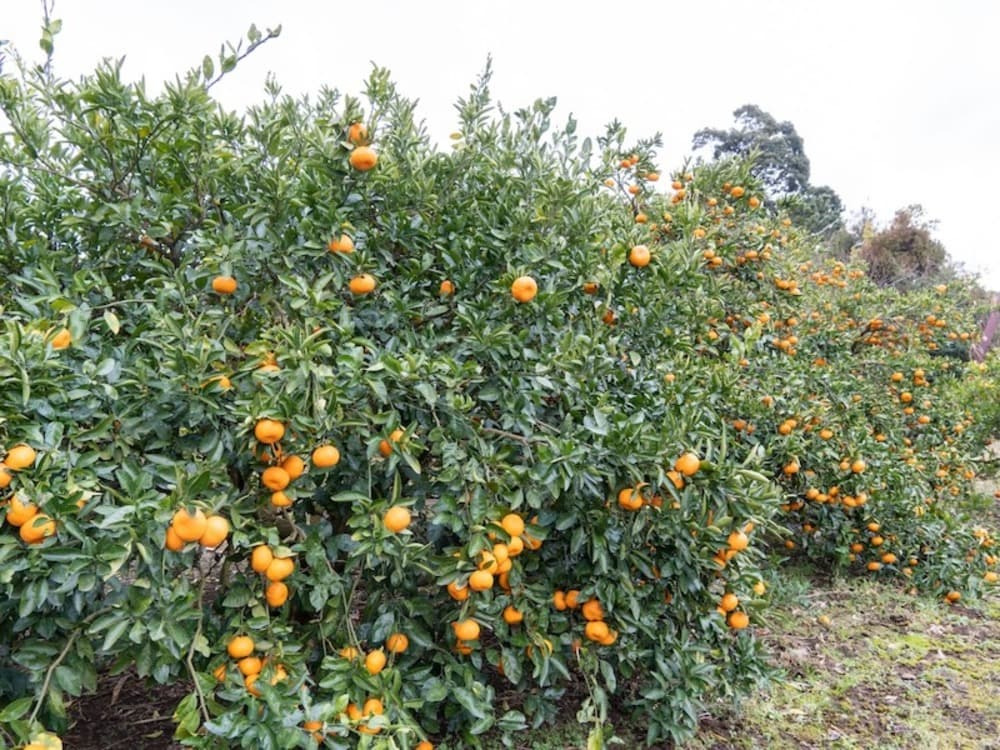 伊豆の柑橘栽培の背景