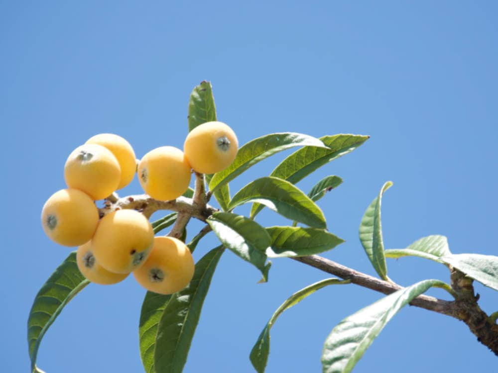 施設名「ロクワット」の由来は土肥の名産「白枇杷」から