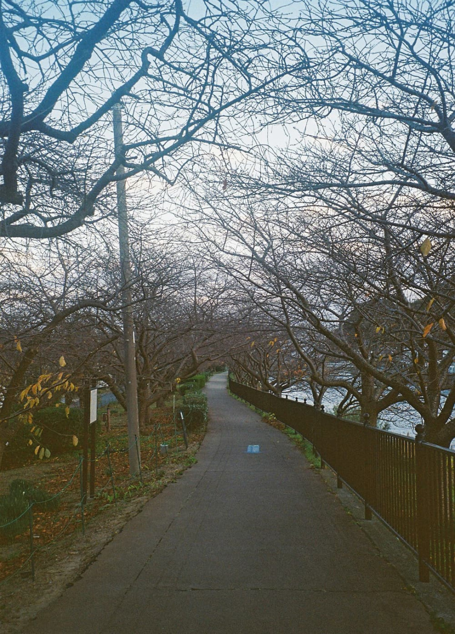 カメラを持って歩きたくなる「河津桜並木」