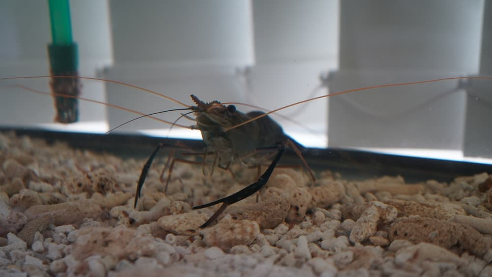 魅力② 釣れるのは高級食材「オニテナガエビ」