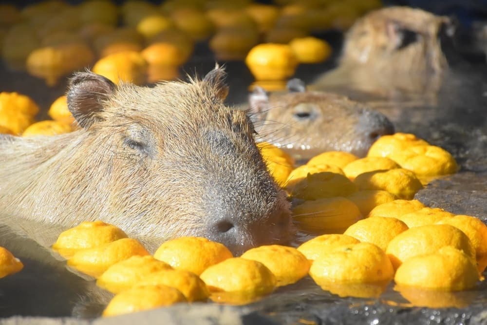 伊豆シャボテン動物公園(伊東市)