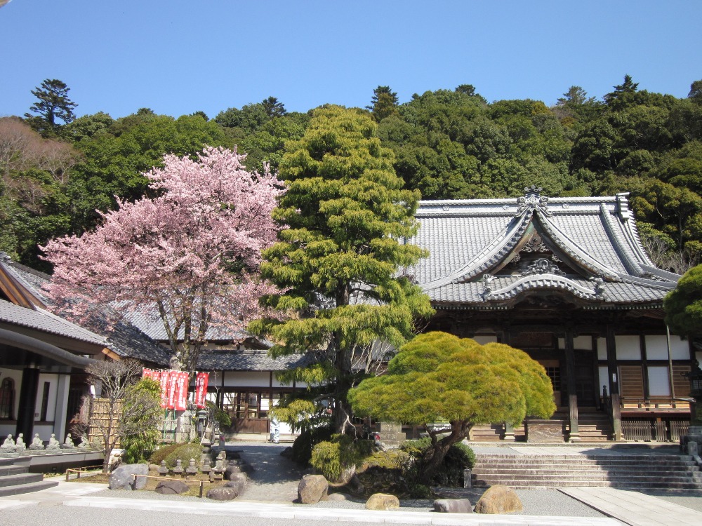 修善寺の桜