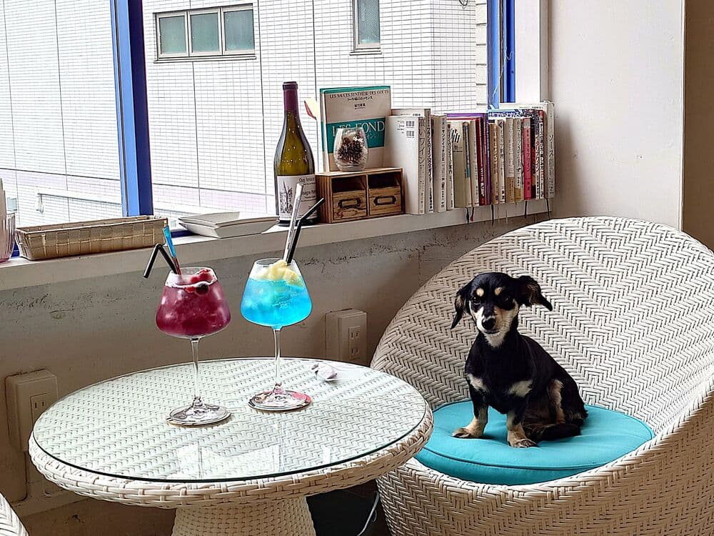 【熱海・blue nine cafe】愛犬と海を眺める、熱海の特等席