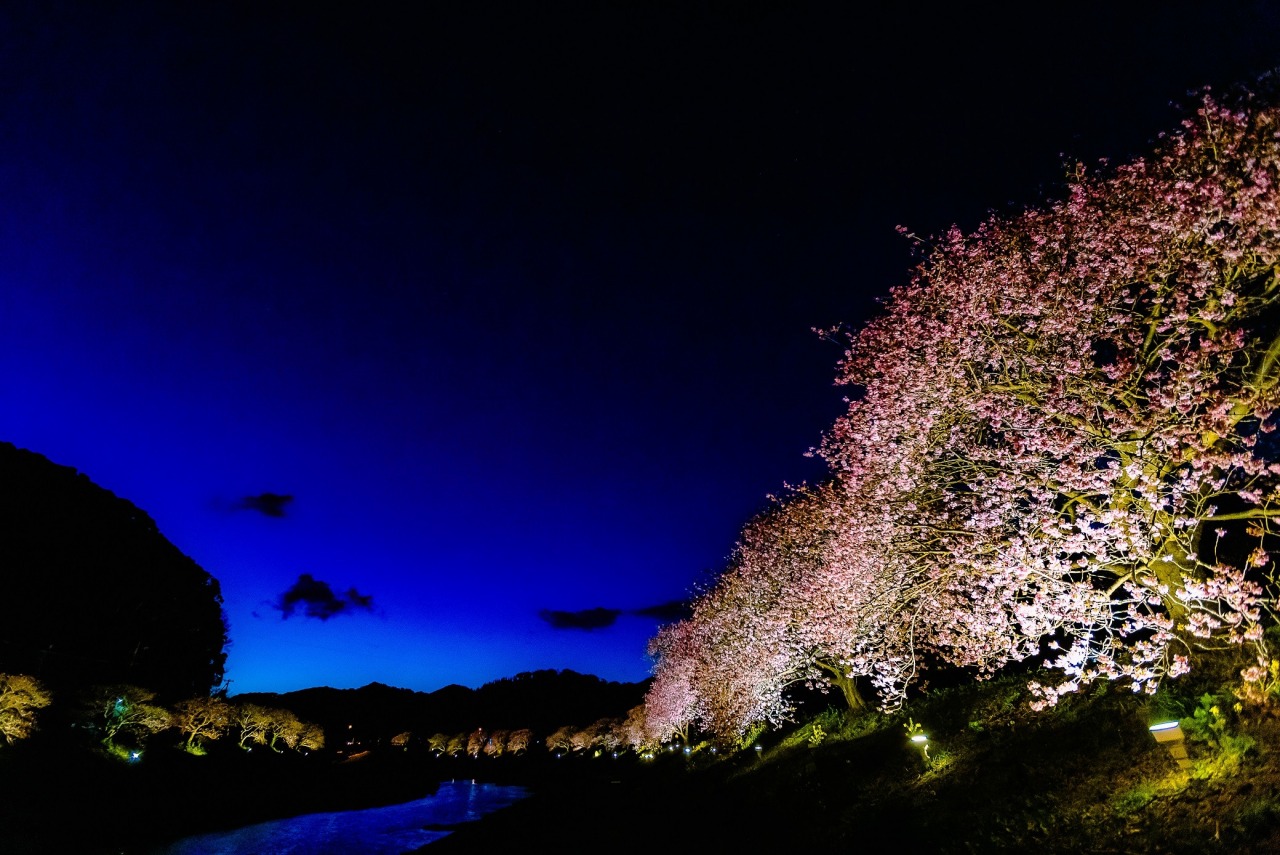 夜は竹灯籠とライトアップされた桜の競演にうっとり
