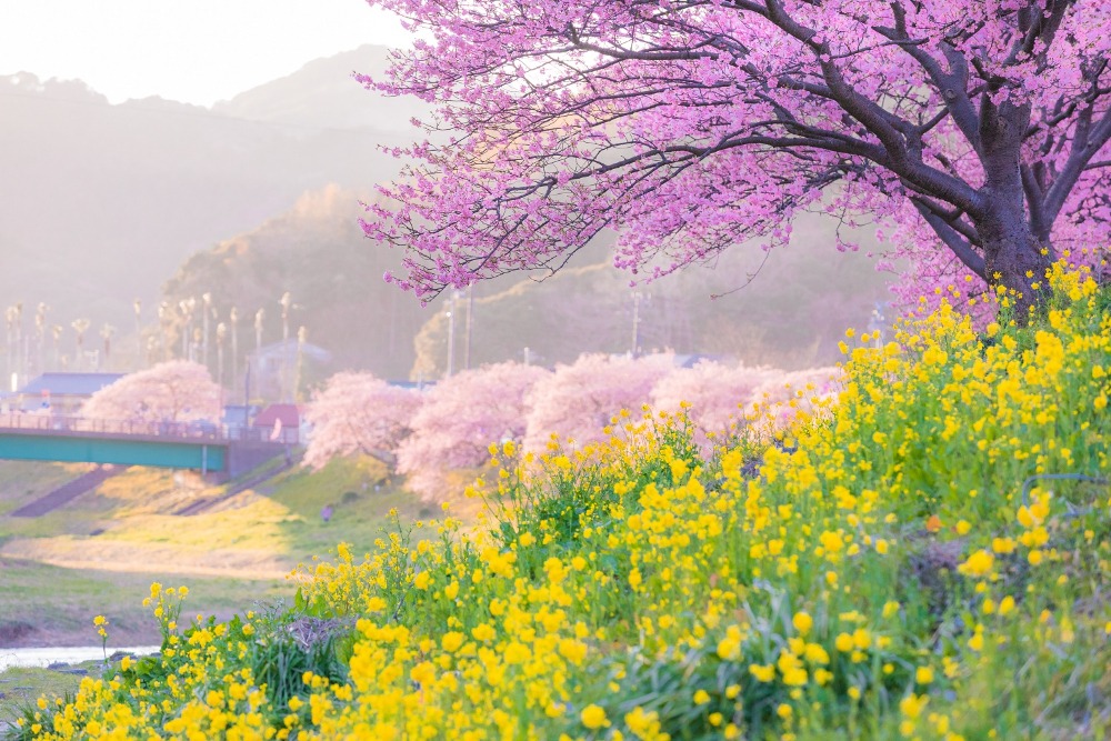 【2024年みなみの桜と菜の花まつり】河津桜と菜の花～彩りの共演～