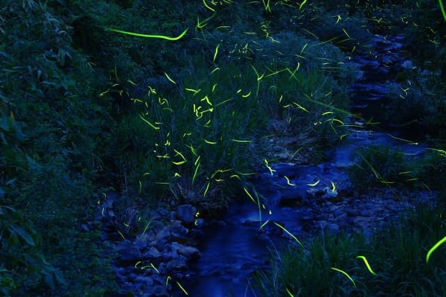 赤蛙公園「ホタルの夕べ」──初夏の幻想的な光