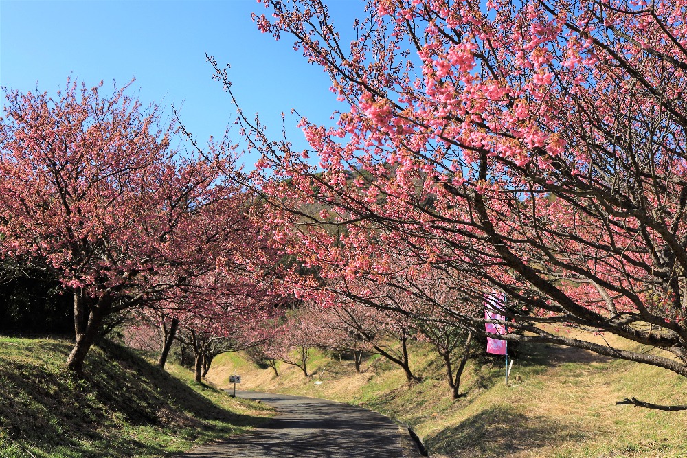 土肥桜や白びわなど季節ごとの楽しみも