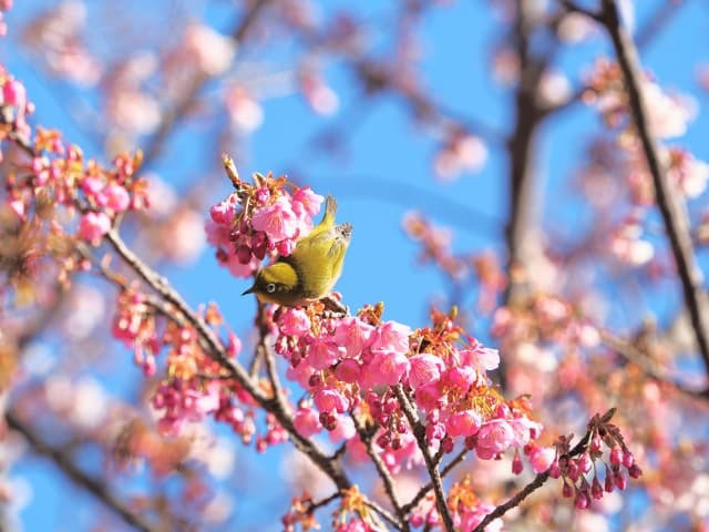 西伊豆・恋人岬の冬 ──日本一早咲きの「土肥桜」