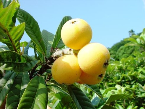 西伊豆・恋人岬の初夏 ──稀少品種「幻の白びわ」