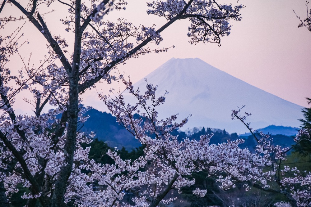 伊豆高原桜並木・さくらの里】伊東の桜の名所「伊豆高原桜並木」と