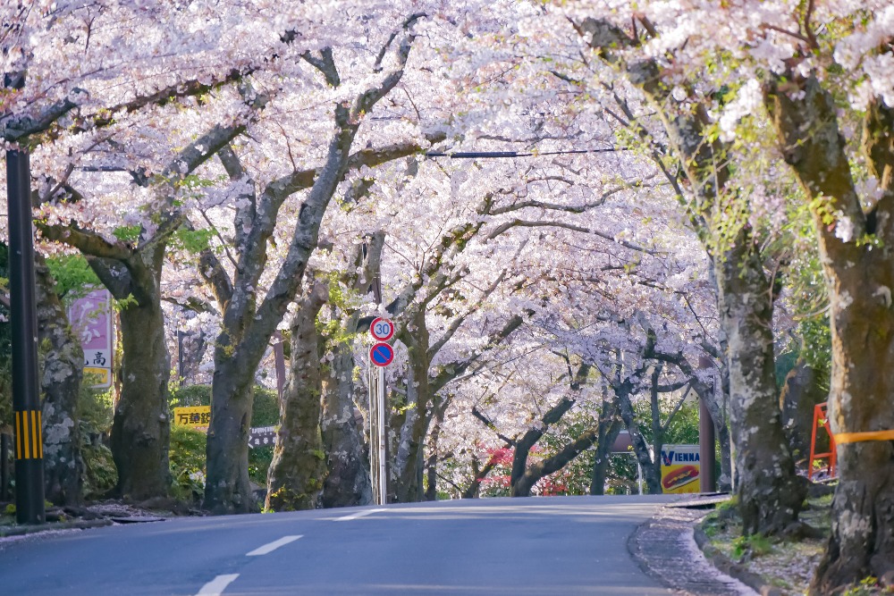 伊豆高原桜並木 さくらの里 伊東の桜の名所 伊豆高原桜並木 と さくらの里 Column Izu Letters