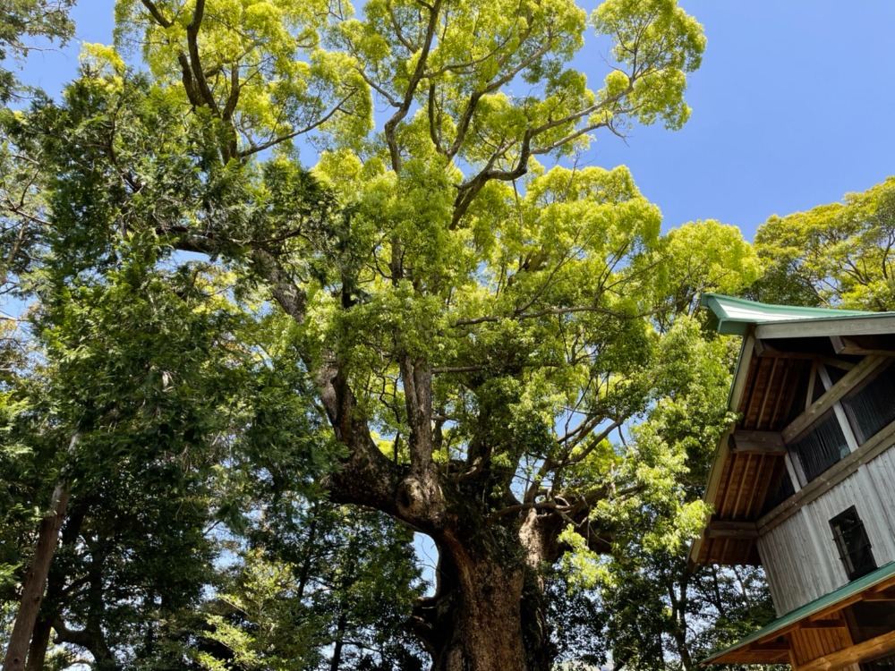 川津来宮神社（杉桙別命神社）】昔からの風習が残る神社 - COLUMN｜Izu