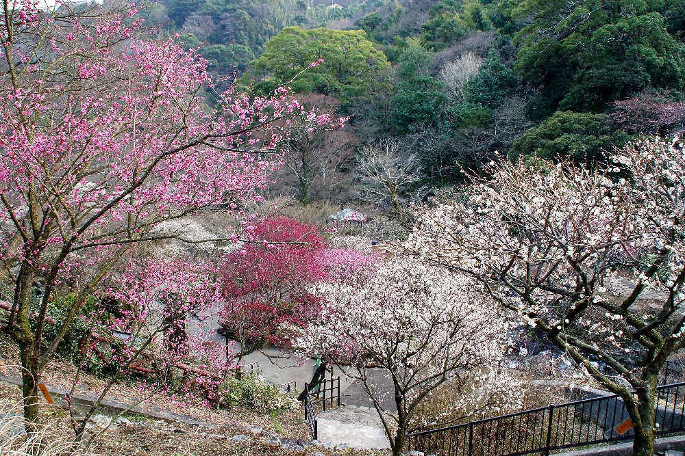 熱海梅園】日本で最も早く梅が咲き、最も遅い紅葉が楽しめる - COLUMN