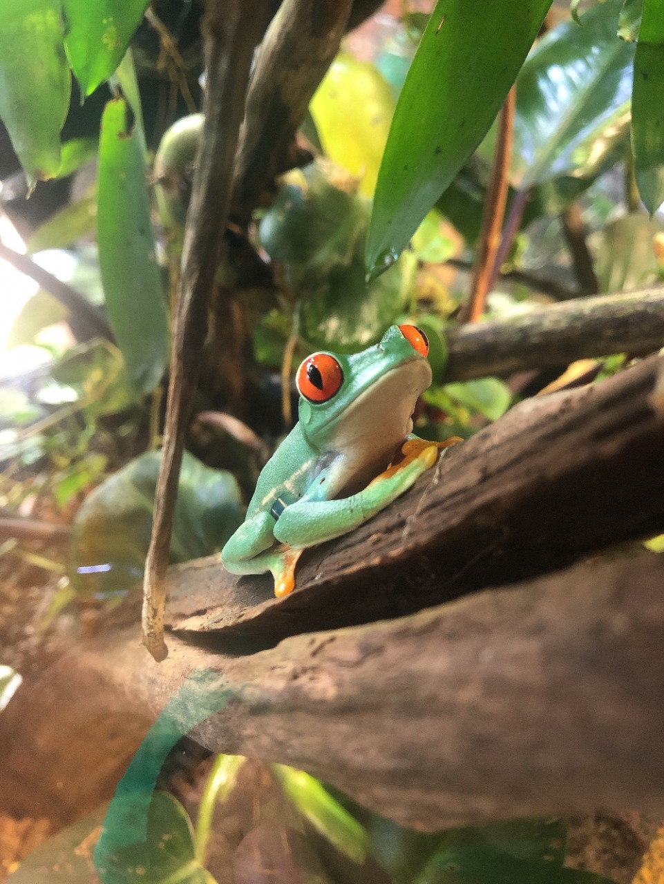 あわしまマリンパーク 楽しみ方いろいろ 遊び心をくすぐる 無人島の水族館 Column Izu Letters