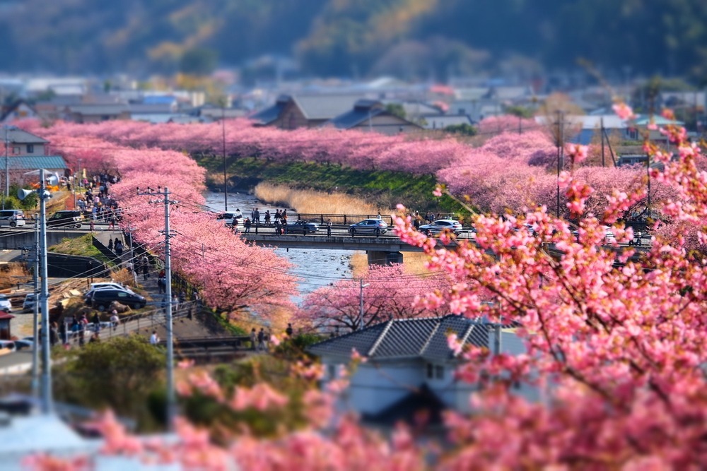 「河津桜まつり」はどこで開催される？