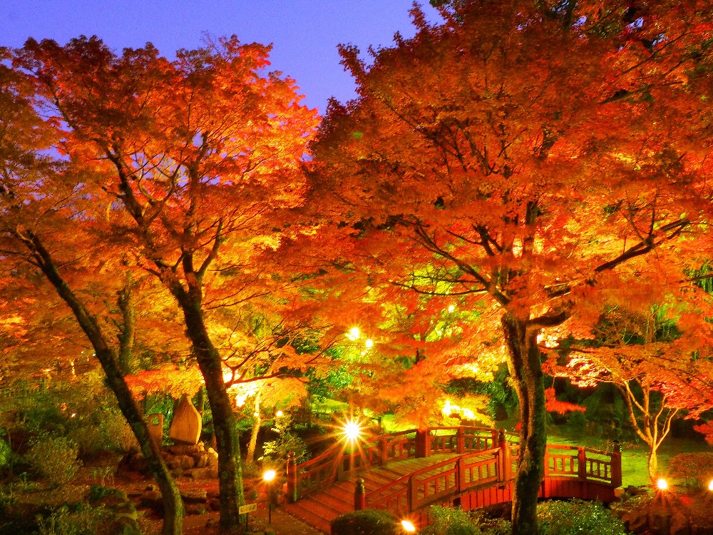 第39回熱海梅園もみじまつり - COLUMN｜Izu Letters