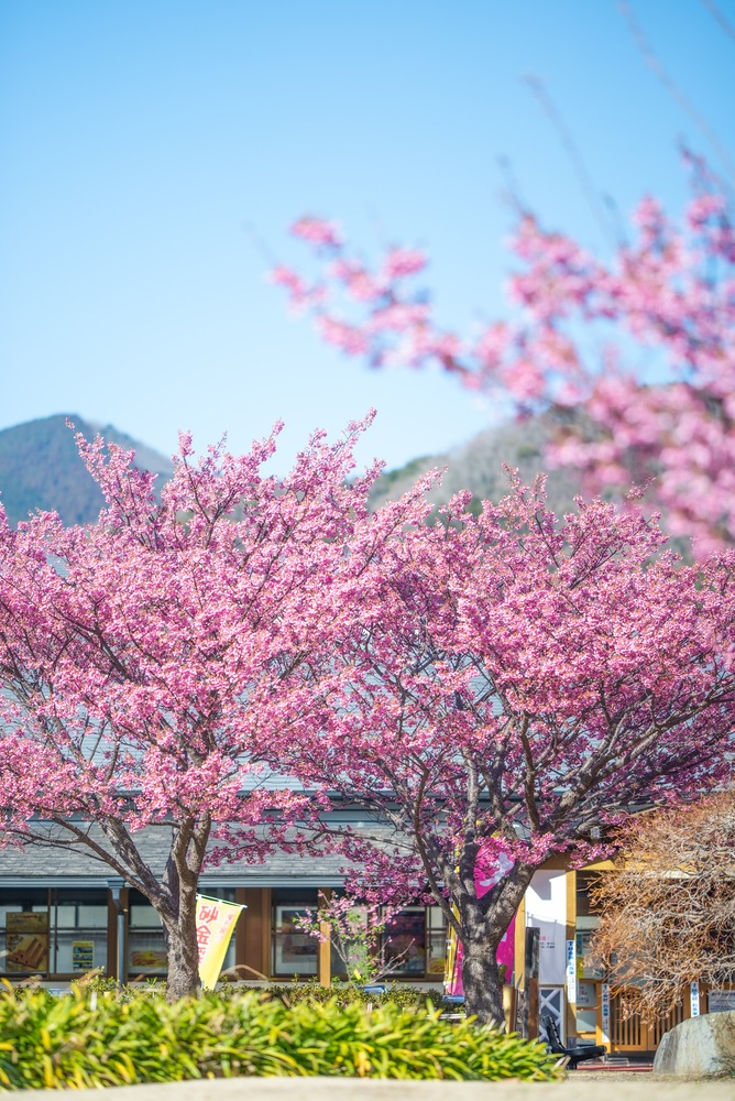 土肥桜】地元カメラマンが選んだベストスポット3選 - COLUMN｜Izu Letters