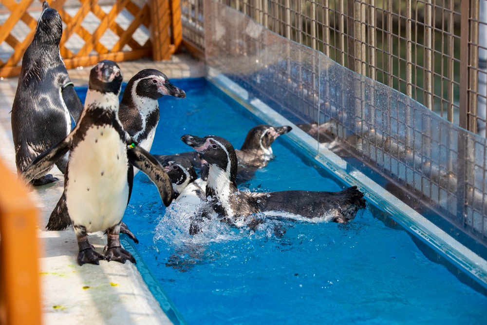 伊豆・三津シーパラダイス】自然の地形を活かした水族館、富士山ビュースポットとしても - COLUMN｜Izu Letters