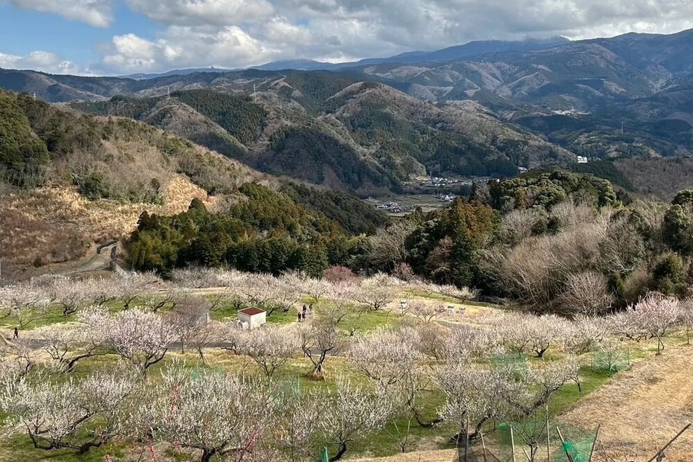 伊豆月ヶ瀬梅林】天城の雄大な眺めと1500本の梅が楽しめる広大な梅園