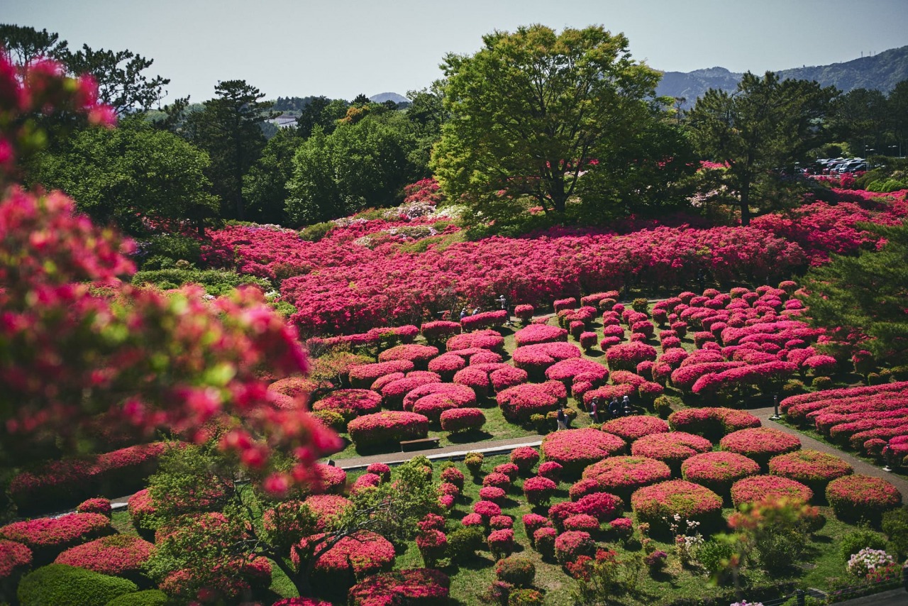 小室山公園つつじ祭り Column Izu Letters
