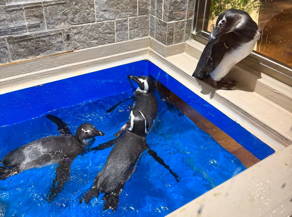 沼津市・ワンドロップ】2025年8月リニューアルオープン！ペンギンに