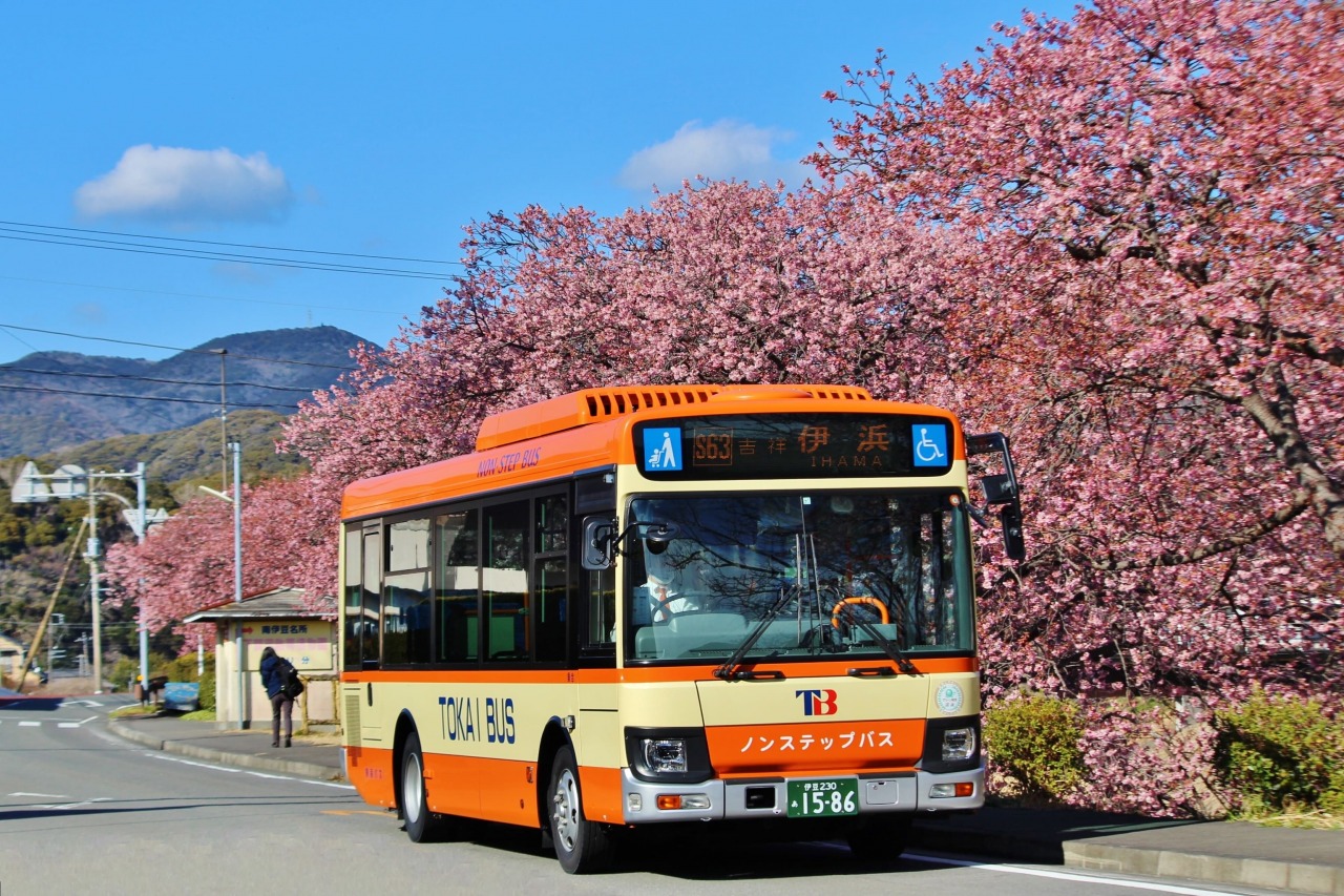 2026年みなみの桜と菜の花まつり】桜と菜の花～彩りの共演～ - COLUMN