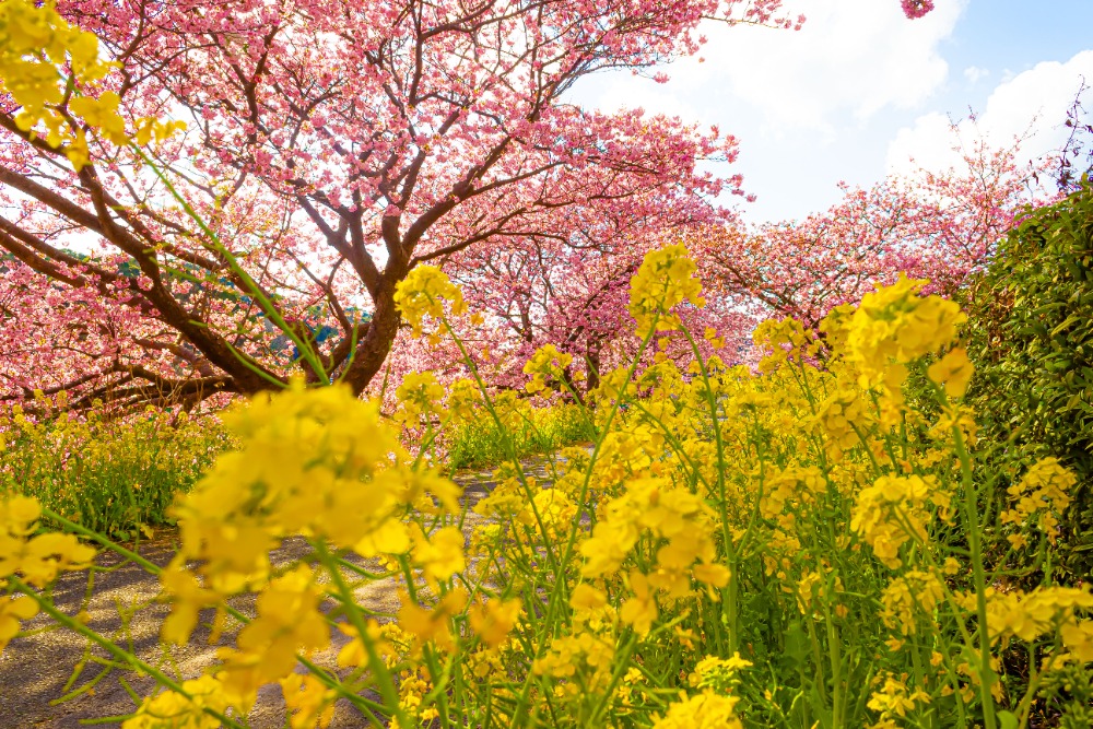 2026年みなみの桜と菜の花まつり】桜と菜の花～彩りの共演～ - COLUMN
