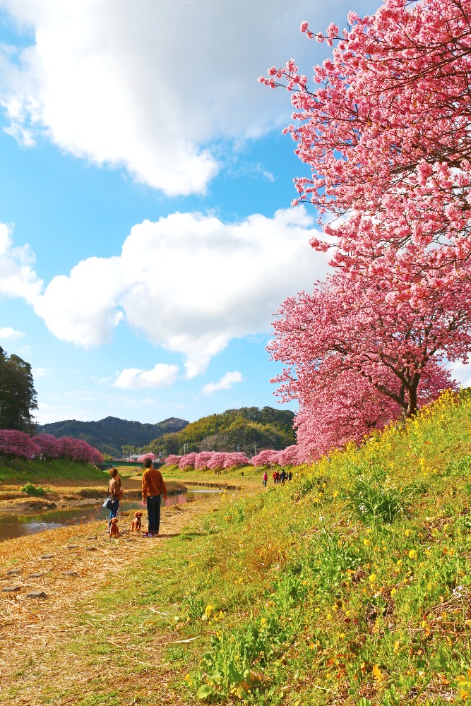 2026年みなみの桜と菜の花まつり】桜と菜の花～彩りの共演～ - COLUMN