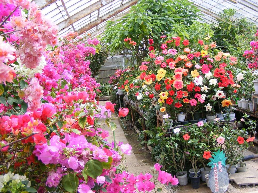 下賀茂熱帯植物園 365日いつでも熱帯の楽園で 熱帯植物やフルーツを楽しむ Column Izu Letters